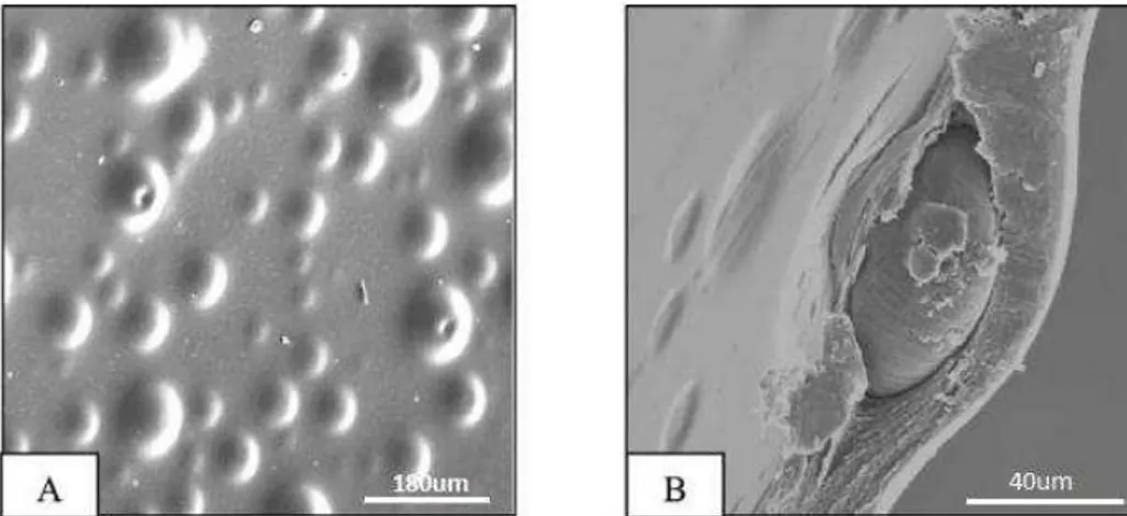 Figura  2.7:  Micrografia  da  Blenda  Quitosana/PLA  –   70-30  m/m  observada  via  MEV A) superfície 100x e B) secção transversal 600x 