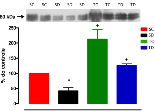Figura 6: Conteúdo protéico do substrato do receptor da insulina (IRS-1) no músculo TA dos 4 grupos  experimentais: sedentário controle (SC, n=7), sedentário tratado com Dexa (SD, n=6), treinado controle  (TC, n=7) e treinado tratado com Dexa (TD, n=4) 