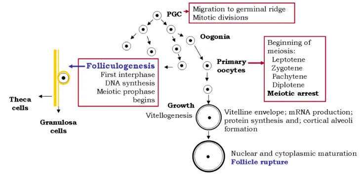 Fig. 3 – Oogenesis and follicle envelopment of oocytes. Primordial germ cells (PGC) migrate to germinal ridge and  go through mitotic divisions differentiating into oogonia
