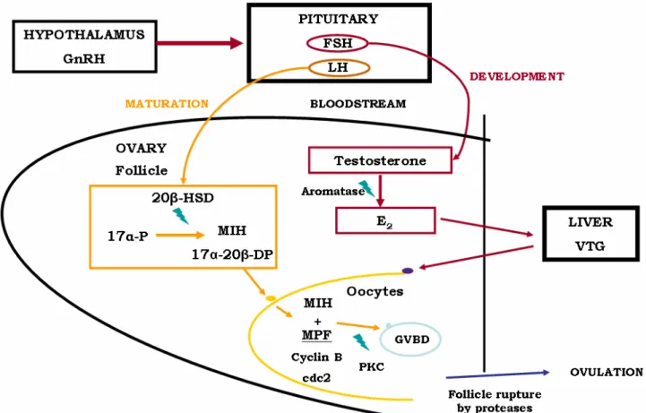 Fig. 4 - Schematics of pathways of the hypothalamus-pituitary-gonadal axis in teleosts described through section  1.3.2..