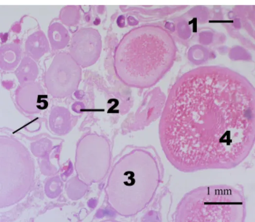 Fig. 8 – O. mossambicus ovary tissue dyed with haematoxylin-eosin. In the picture the numbers indicate the four  stages used for analysis of expression of the genes considered: oogonia (1), primary oocytes (2), early-vitellogenic  oocytes (3) and late-vite