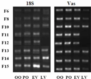 Fig. 10 - Bands obtained with the DNA electrophoresis to the PCR products of the RT-PCR for reference gene 18S  and one of the genes tested, Vasa
