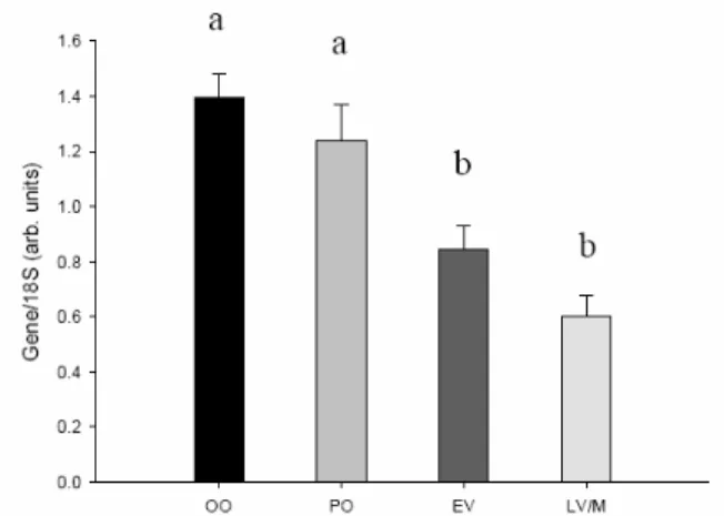Fig. 11 – Vasa expression pattern during oocyte growth. The quantities are expressed in arbitrary units, being  obtained using 18S as a reference (Gene/18S), with each being measured as INT*mm 2 