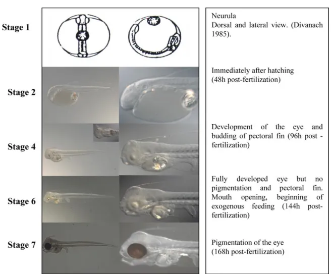 Fig. 2. Pictures of gilthead sea bream larvae at the significant time points during development that were chosen for transcription profiling.