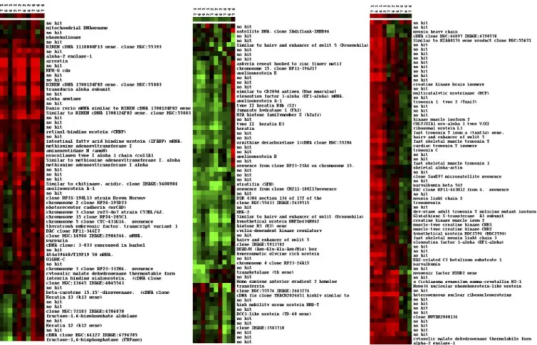 Fig. 4. Heat map images showing the genes grouped by the K means clustering method in cluster 1 (genes expressed mainly in the middle and later ones of the selected developmental stages), cluster 2 (genes expressed mainly in the early ones of the selected 