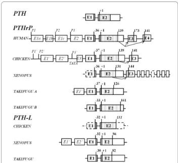 Figure 2 Gene organization of the vertebrate PTH-like family members. Exons are represented by boxes and lines indicate introns.