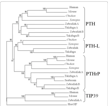 Figure 3 Consensus phylogenetic tree of Xenopus and chicken PTH family members using the Neighbor Joining method [60]