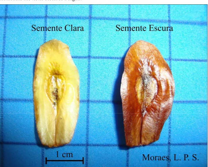 Figura  1  –  Sementes  de    mostrando  a  diferença  na  coloração  do  tegumento,  permitindo classificar as sementes com tegumento claro e escuro (Moraes, L P S 2006)