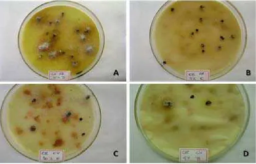 Figura 9. Evidências da decomposição de sementes não germinadas após 192 horas de exposição aos tratamentos  de frondes férteis de D