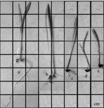 Figura 4. Anormalidades de plântulas de Echinochloa  crus-galli (L.) Beauv. sob ação dos extratos aquosos de  Ipomoea cairica (L.) Sweet