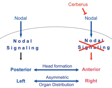 Fig. 1. Cerberus prevents Nodal signaling in the anterior and right sides of the vertebrate embryo in order to promote head formation and asymmetric distribution of the internal organs.