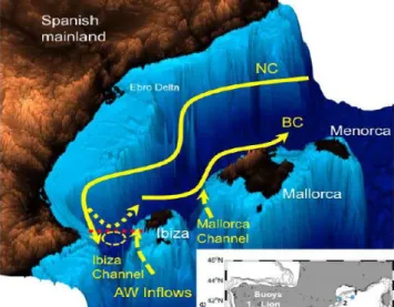 Figure  5-  The  Balearic  Sea  with  main  currents  Northern  Current  (NC),  Balearic  Current  (BC)  and  AW  inflows  through the Ibiza and Mallorca Channels