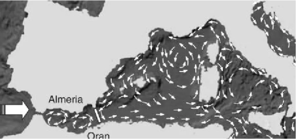 Figure  6  -  Schematic  representation  of  the  main  currents  characterizing  water  circulation  in  the  Western  Mediterranean