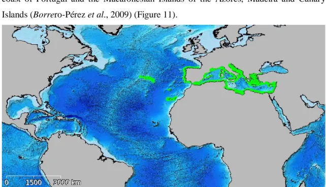 Figure 11 - Geographical distribution of Holothuria mammata. Source:  adapted from CUMFISH Webpage