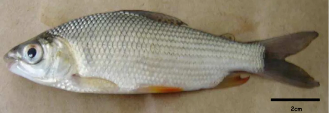 Figura 1. Exemplar juvenil de Prochilodus lineatus. 