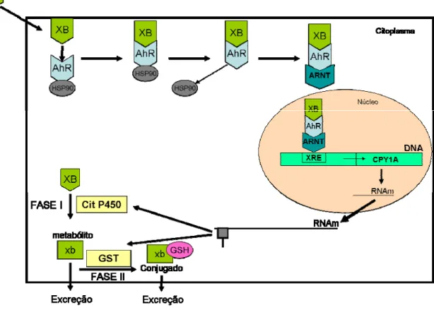 Figura 4. Esquema do mecanismo da indução do citocromo P450. XB, xenobiótico; AhR,  receptor aril hidrocarboneto; HSP90, proteína 90 de choque térmico; ARNT, hidrocarboneto aril  nuclear transferase; DNA, ácido desoxirribonucléico;  Cit P450, citocromo P45