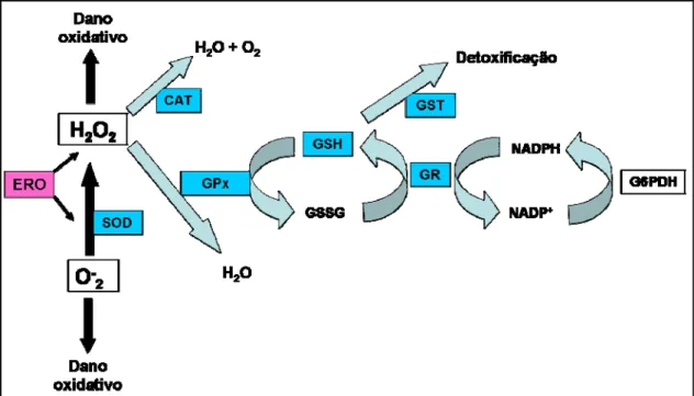 Figura 5. Esquema do mecanismo de defesa antioxidante para proteção das células contra  as espécies reativas de oxigênio