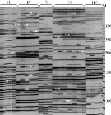 Figure 2. – AFLP analysis of Quercus suber. The AFLP finger- finger-prints were generated using primer combinations I1, I2, I3, I9 and I10 to amplify genomic fragments from several genotypes.