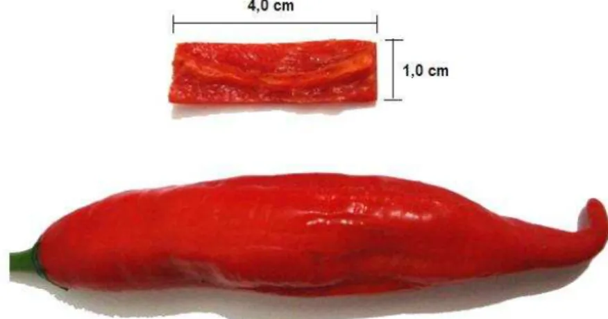 Figura 3.1: Pimenta e amostra em forma de placa 4,0x1,0cm. 
