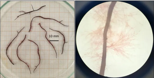 Figure  2.8:  Gracilariopsis  longissima  thalli  (darker  and  thicker  filament)  infected  by  an  unidentified red epiphyte (several slim, pale red filaments attached to the darker thalli), placed  upon milimetric paper (left) and under a stereomicrosc