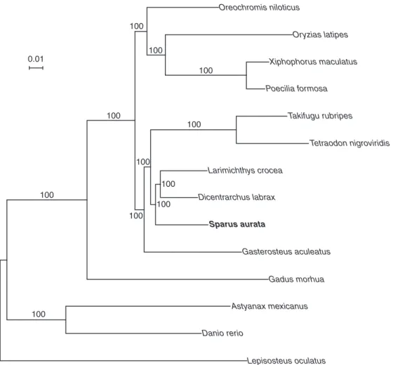 Fig. 1 Phylogenetic tree. Phylogenetic relationships of S. aurata and other teleost ﬁ shes