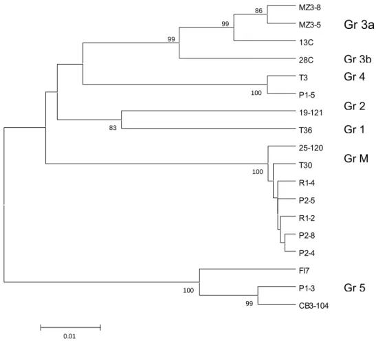 Fig. 3. Dendrogram showing the clustering pattern of the coat protein gene sequences as obtained by UPGMA.