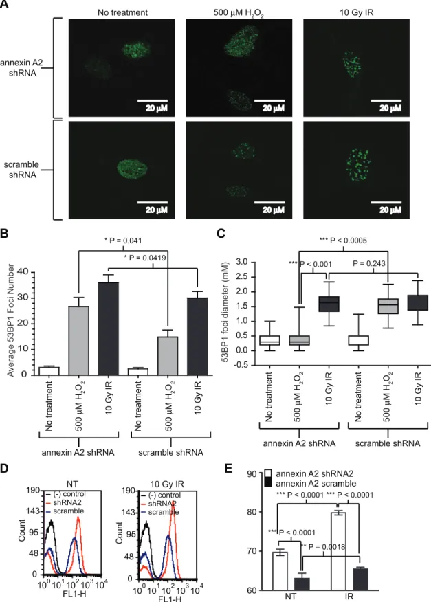 Figure 7. Annexin A2 depleted cells have higher number of 53BP1 foci and enhanced 8-oxy-G upon genotoxic stress compared to control cells