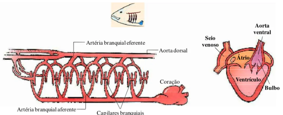 FIGURA  3.  Diagrama  representativo  do  sistema  circulatório  de  um  peixe  teleósteo  (modificado  de  MILLER−HARLEY, 2001)