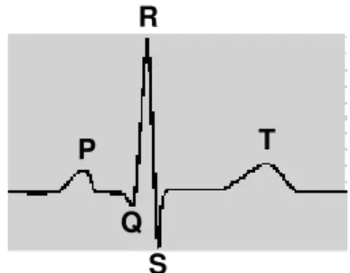 FIGURA 8. Representação de um traçado eletrocardiográfico típico de peixes teleósteos, contendo a  onda  P  (despolarização  atrial),  o  complexo  QRS  (despolarização  ventricular)  e  a  onda  T  (repolarização ventricular)