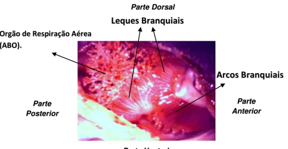 FIGURA 5 - Fotografia da parte dorsal da câmara suprabranquial exposta mostrando  as  estruturas  morfo-funcionais  de  respiração  de  um  bagre-africano,  Clarias  gariepinus (480 g)