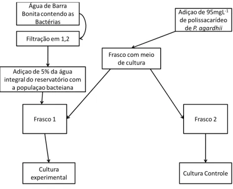 Figura 2. Fluxograma representando os processos envolvidos na montagem do experimento II 