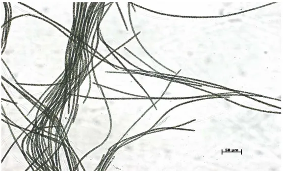 Figura 7. Microfotografia de Planktothrix agardhii no décimo dia de cultura para observação de formação  dos tubos de polissacarídeo 