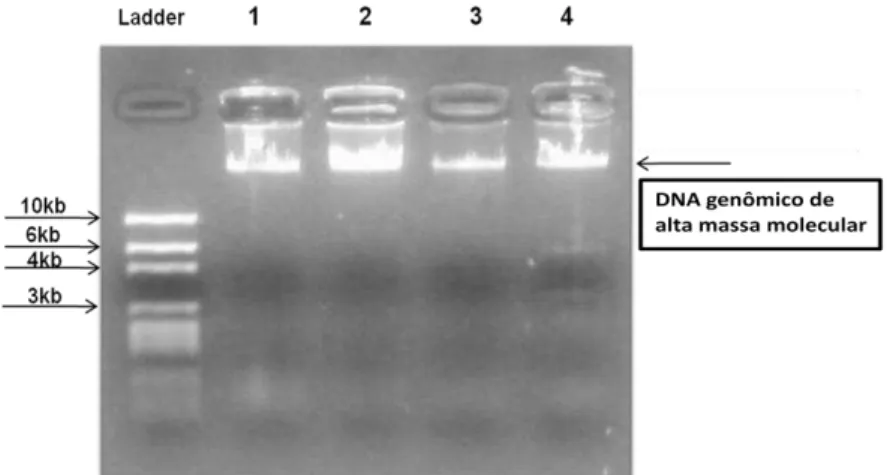 Figura 11: Foto do gel de quantificação, mostrando quatro amostras extraídas pelo protocolo modificado de  Brazol, mostrando a extração do DNA genômico de alta massa molecular, não degradado, onde as amostras  possuem um valor aproximado de 300, 500,  200,
