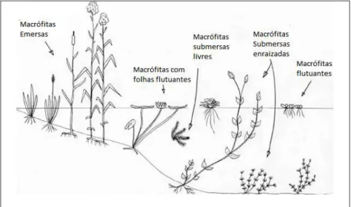 Figura  1:  Alguns  tipos  de  forma  de  vida  de  macrófitas  aquáticas  que  podem  ser  encontrados  (PROGRAMA  DE  BIODIVERSIDADE, 2010)