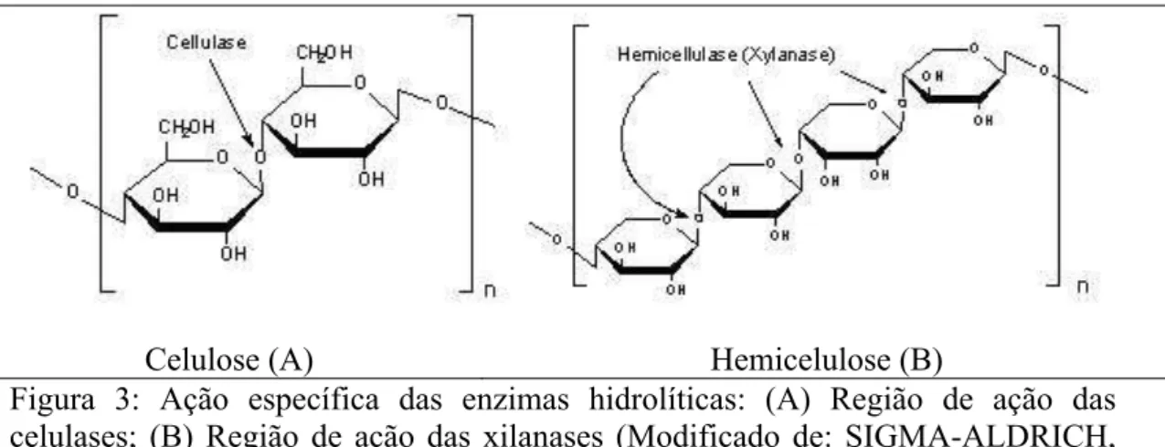 Figura  3:  Ação  específica  das  enzimas  hidrolíticas:  (A)  Região  de  ação  das  celulases;  (B)  Região  de  ação  das  xilanases  (Modificado  de:  SIGMA-ALDRICH,  2010)