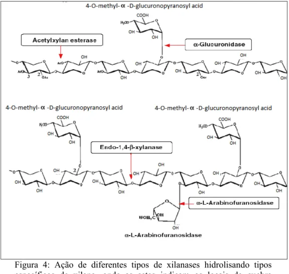 Figura  4:  Ação  de  diferentes  tipos  de  xilanases  hidrolisando  tipos  específicos  de  xilana,  onde  as  setas  indicam  os  locais  de  quebra  (POLIZELI, 2005)