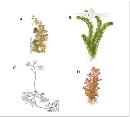 Figura  7:  Espécies  submersas  de  macrófitas  aquáticas:  (A)  Cabomba  furcata (AQUABUBULLE, 2009); (B) Egeria najas (AQUARIUM AND  POUND  PLANTS  OF  THE  WORD,  2010);  (C)Utricularia  breviscapa  (modificado  de  IFAS,  2010)  e  (D)  Ludwigia  incl
