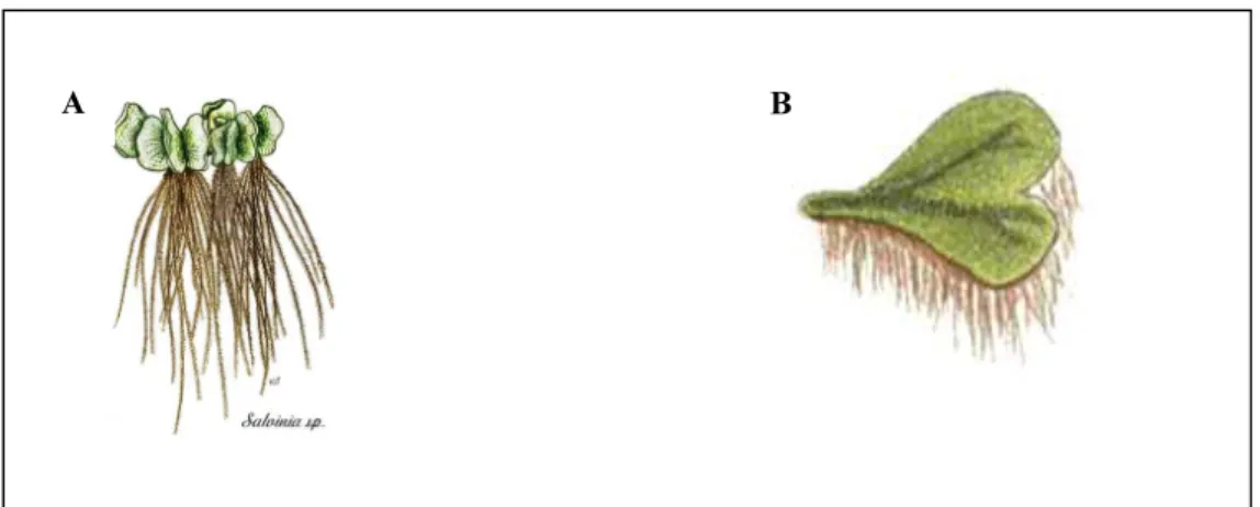 Figura  8:  Espécies  flutuantes  de  macrófitas  aquáticas:  (A)  Salvinia  sp. 