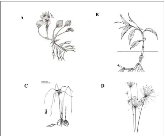 Figura  9:  Espécies  emergentes  de  macrófitas  aquáticas:  (A)  Eichhornia  azurea  (ARBO,  2010)  (B)  Polygonum  meissnerianum  (modificado  de  IFAS, 2010); (C) Oxycaryum cubense (modificado de IFAS, 2009) e (D)  Cyperus giganteus (modificado de IFAS