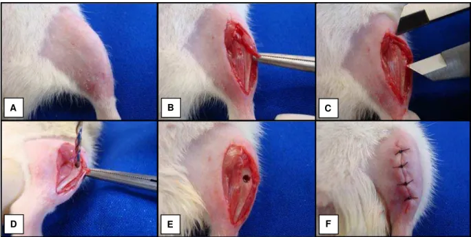 Figura 2. Procedimentos para a realização do defeito ósseo:  (A) tricotomia digital; (B)  incisão na região tibial; (C) padronização do local do defeito ósseo com a utilização de um  paquímetro; (D) realização do defeito ósseo com broca de 2mm de diâmetro;