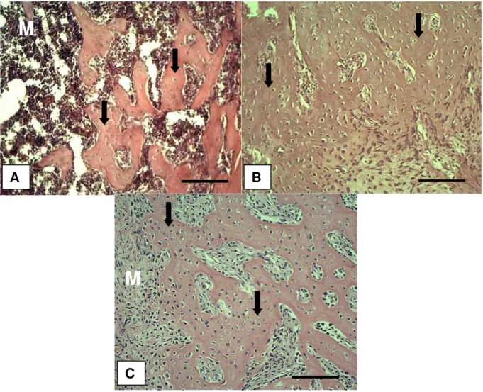 Figura 7. Fotomicrografias dos achados morfológicos dos diferentes grupos experimentais