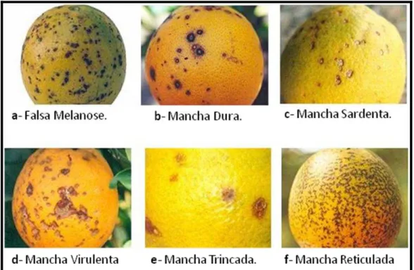 FIGURA 1.3: Sintomas da mancha preta dos citros observadas em frutos. 