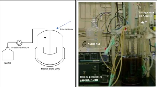 Figura 3.6. Cultivo descontínuo alimentado com adição intermitente de glicose.