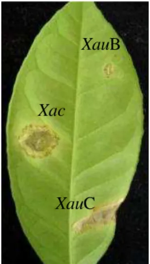 Figura 3. Sintomas induzidos em folha de limão cravo após inoculação com Xac, XauB e XauC
