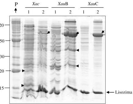 Figura  7.  Perfil  de  proteínas  da  fração  celular  periplasmática  (15  µg)  obtidas  por  SDS-PAGE  (14%)  após  cultivo de Xac, XauB e XauC em meio não indutor de patogenicidade CN (1) ou meio indutor XAM1 (2)