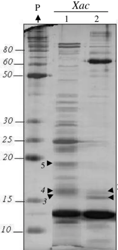 Figura 8. Perfil de proteínas da fração celular periplasmática (9 µg) de  Xac obtidas por SDS-PAGE (14%) após  cultivo em meio não indutor de patogenicidade CN (1) ou meio indutor XAM1 (2)
