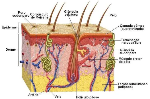 Figura  1.  Fragmento  de  pele  humana.  Observar  as  camadas  (epiderme,  derme  e  hipoderme) e os diferentes anexos (CARNEIRO; JUNQUEIRA, 2008)