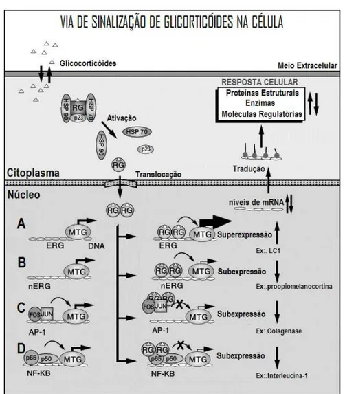 Figura  2.  Diferentes  mecanismos  de  ação  dos  glicocorticóides  na  célula,  seja  por  ligação  direta  aos  ERG  levando  a  transativação  (A)  ou  transrepressão  (B),  seja  indiretamente por ligação proteína-proteína, impedindo os cofatores de t