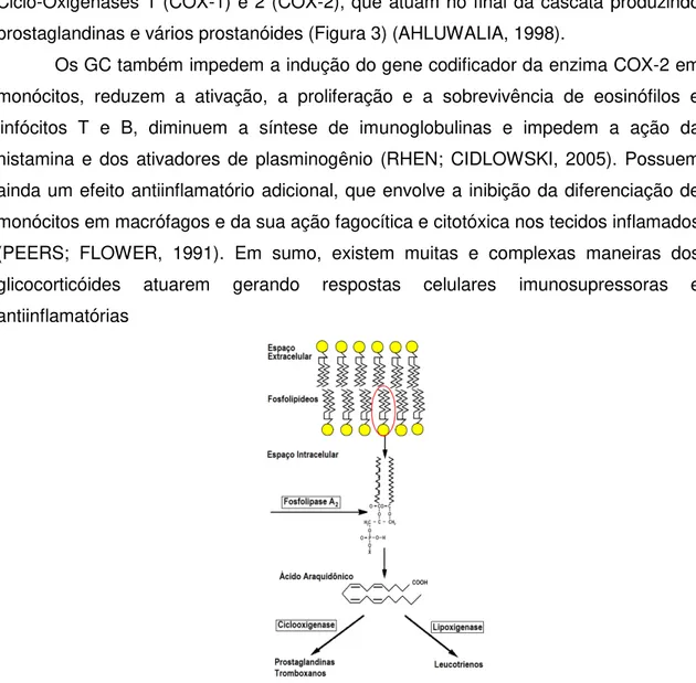 Figura  3.  Cascata  do  ácido  araquidônico  que  sintetiza  os  principais  prostanóides  da  resposta inflamatória e é inibida pela ação da proteína LC1, cujo gene é transativado  com a entrada de glicocorticóide na célula (AHLUWALIA, 1998)