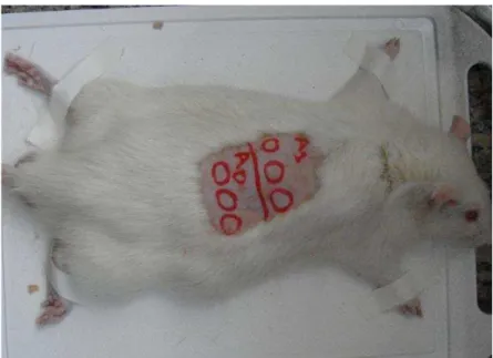 Figura  7.  Foto  do  animal  em  posição  para  o  experimento.  A0)  Avaliação  por  EF  e  posterior  biópsia  no  primeiro  dia  (dia  1),  sem  uso  de  CB